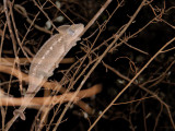 Chameleon, Tsingy de Bemaraha