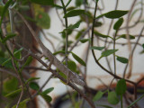 Chameleon, Tsingy de Bemaraha