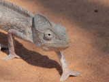Oustalet's Chameleon, near Kirindy