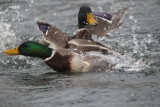 Mallard, Hogganfield Loch, Glasgow