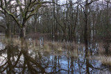 Winter floods at Ross Park, west Loch Lomond