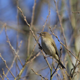 Chiffchaff, Burn of Mar, Clyde