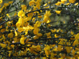 Broom flower, Low Mains, Loch Lomond NNR