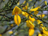 Broom flower, Low Mains, Loch Lomond NNR