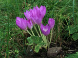 Autumn Crocus, Loch Lomond NNR