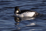 Goldeneye, Hogganfield Loch, Glasgow