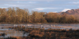 Ben Lomond and Wards Pond