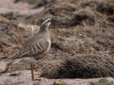 Dotterel on the Cairngorm plateau near top of Cairn Lochan