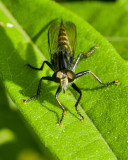 OTHER INSECTS