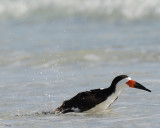 BLACK SKIMMER