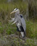 HERONS