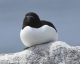 RAZORBILL