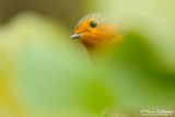 Rouge-gorge