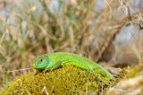 Frogs-Reptiles