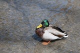 wilde eend - mallard - canard colvert
