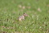 chipmunks