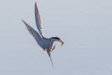 terns