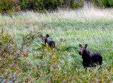Moose2 By Elke