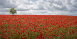 Fields of Red