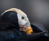 Tufted Puffin. Seward, Alaska CZ2A9348.jpg