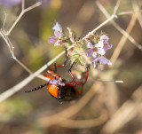 Big Master Blister Beetles Lytta magister.jpg