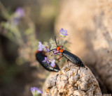 Big Master Blister Beetles Lytta magister.jpg