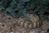 Tiger Rattlesnak (Crotalus tigris) CZ2A2148.jpg