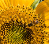 Sony A7RII Canon 24-70L II heavily cropped. DSC00445.jpg
