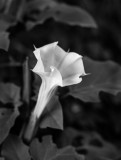 DSC00632.jpg