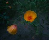 DSC01473.jpg