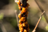 Ari - Tachardiella fulgens, Kerriidae -lac scale on Coursetia glandulosa, Fabaceae, Sonoran Desert .jpg