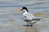 Tern, Least