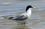 Tern, Least