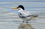 Tern, Least