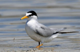 Tern, Least