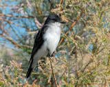 Kingbird, Eastern
