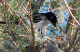 Kingbird, Eastern