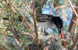 Kingbird, Eastern
