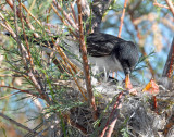 Kingbird, Eastern