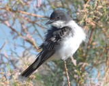 Eastern Kingbird (with a blush)