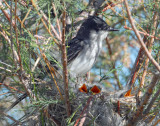 Kingbird, Eastern