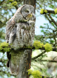 Owl, Great Gray