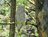 Owl, Great Gray