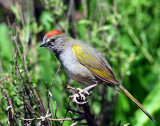 Towhee, Green-tailed