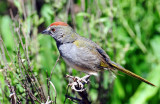 Towhee, Green-tailed