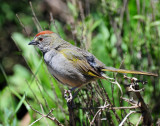 Towhee, Green-tailed