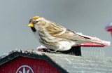 Redpoll, Common (Yellow Phase)