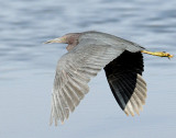 Heron, Little Blue
