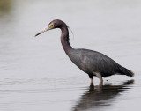Heron, Little Blue