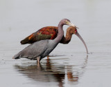 Heron, Little Blue